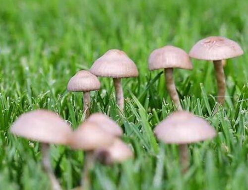 WHY ARE THERE MUSHROOMS IN MY YARD?