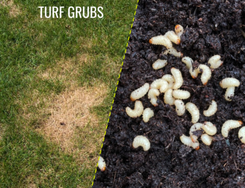 Turf Grubs
