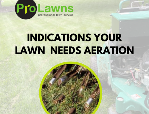 Signs Your Lawn Needs Aeration