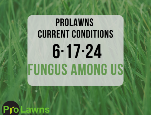 6/17/24 Fungus Among Us