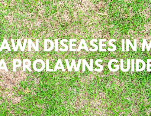 Common Lawn Diseases in Minnesota: A ProLawns Guide