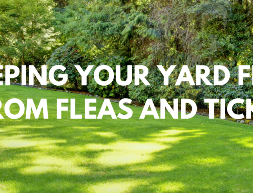 Keeping Your Yard Free from Fleas and Ticks