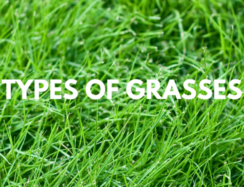 Types of Grasses