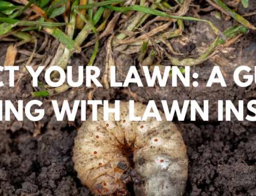 Protect Your Lawn: A Guide to Dealing with Lawn Insects