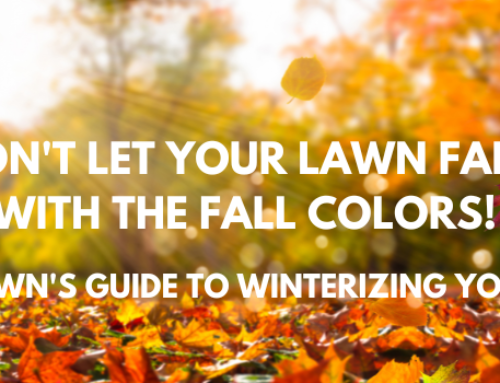 Don’t Let Your Lawn Fade with the Fall Colors! ProLawn’s Guide to Winterizing Your Lawn