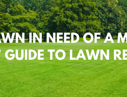 Is Your Lawn in Need of a Makeover? ProLawns’ Guide to Lawn Renovation!