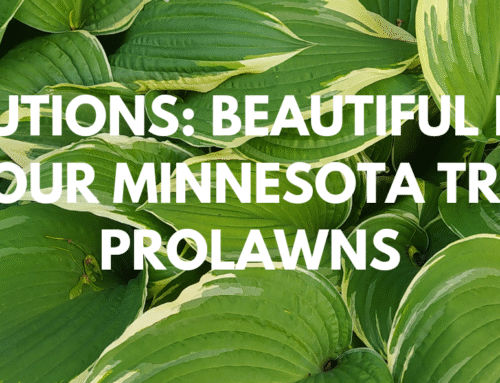 Shady Solutions: Beautiful Plants for Under Your Minnesota Trees with ProLawns
